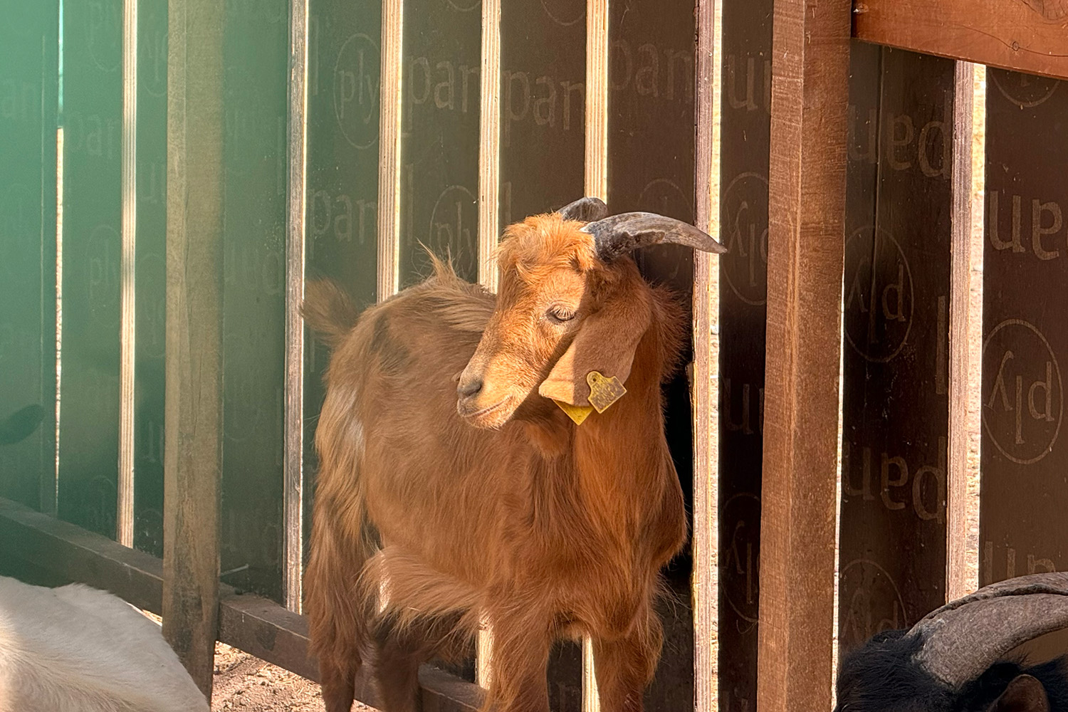 Bigadiç Termal Taş Evleri