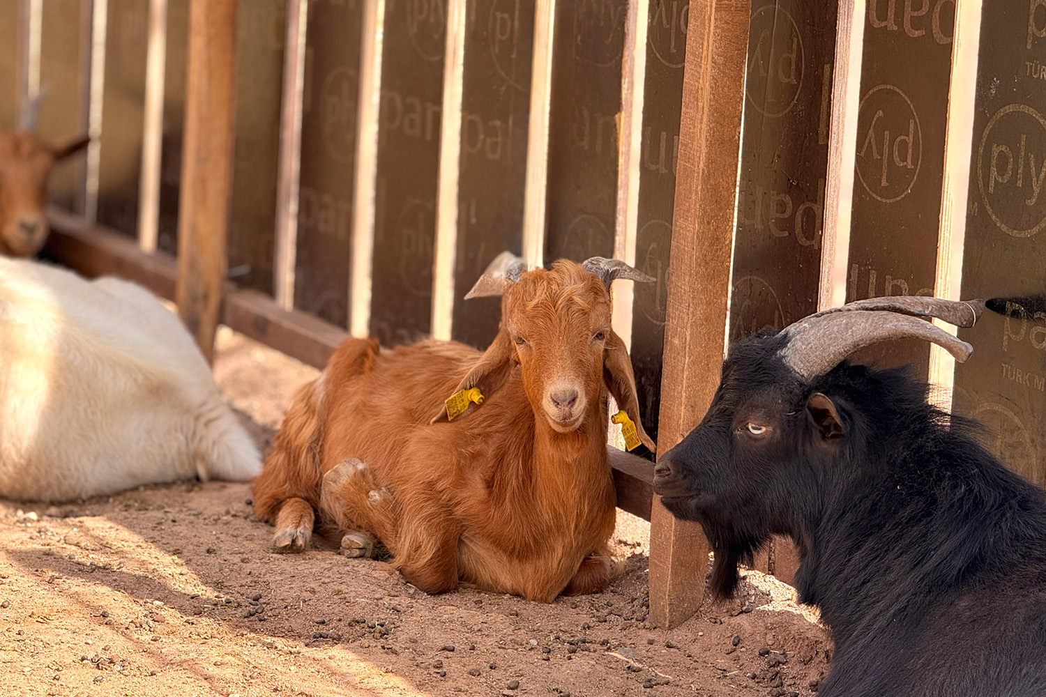 Bigadiç Termal Taş Evleri